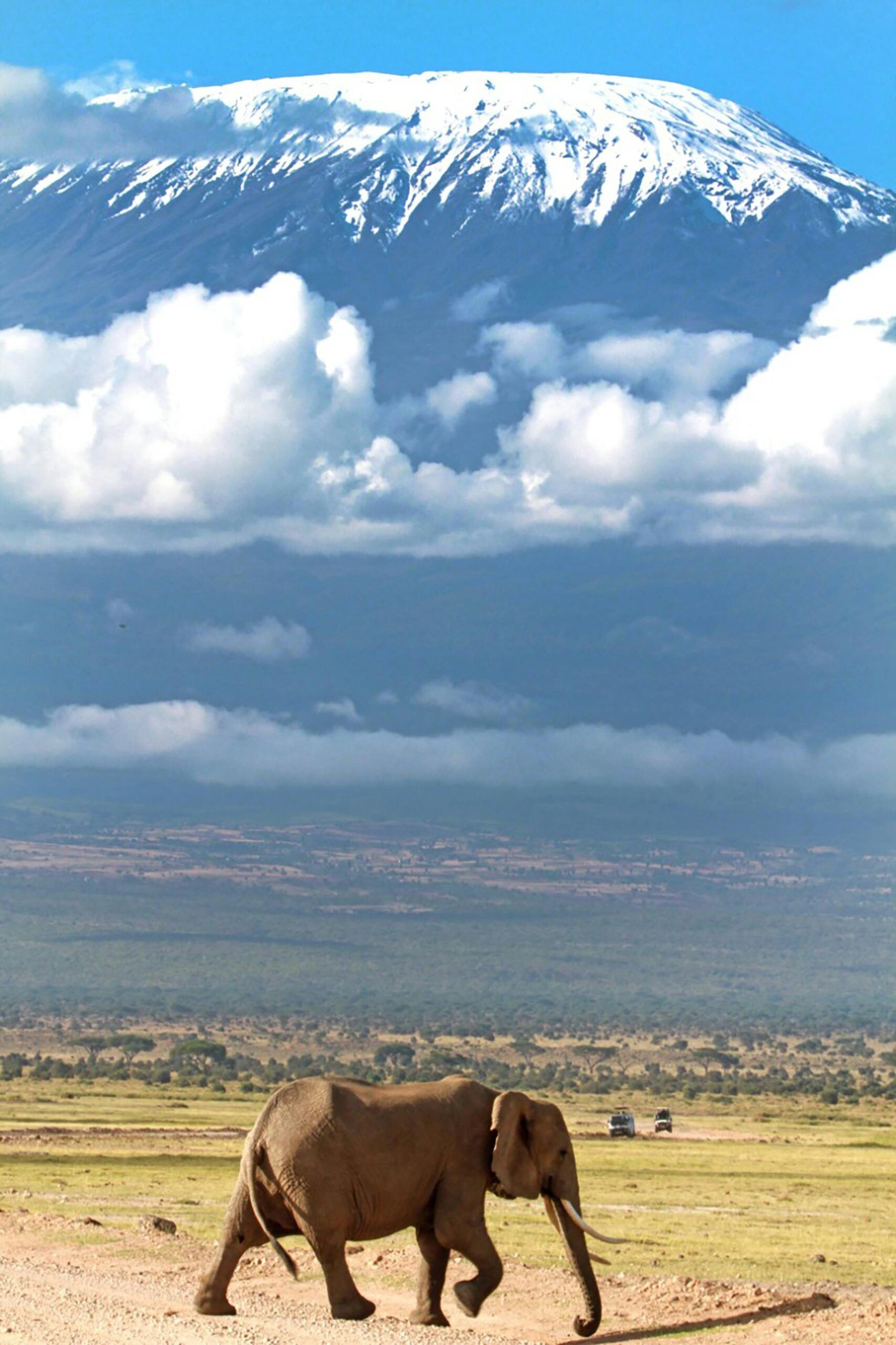 Elefante y Kilimanjaro
